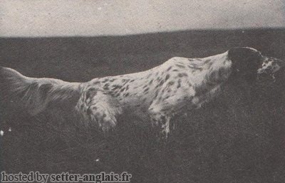 Setter Anglais LINGFIELD BRILLIANT Setter Anglais LINGFIELD BRILLIANT